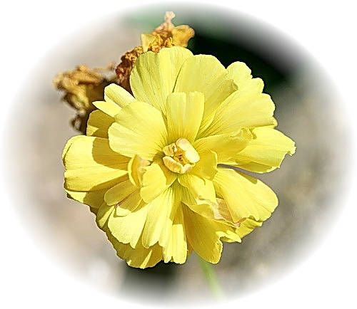 Wild Flower Calendar photo page April 2009 - Oxalis Pes-caprae, Double – Bermuda Buttercup.