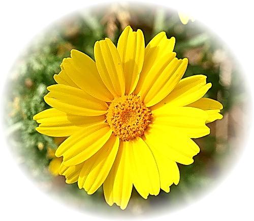 Wild Flower Calendar photo page Aug 2009 - Chrysanthemum coronaria  Crown Daisy.