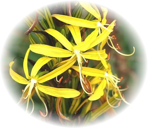 Wild Flower Calendar photo page Dec 2009 - Asphodeline lutea  Yellow Asphodel