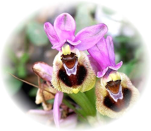 Wild Flower Calendar photo page Feb 2009 - Ophrys tenthreadinifera – Sawfly Orchid. 