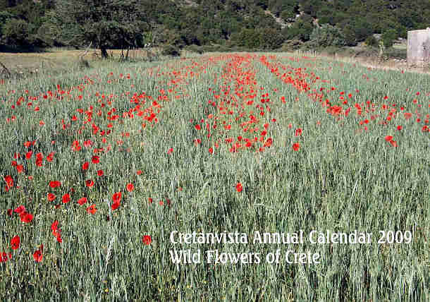 CV Calendar photo page 2009 - Front Cover - Red Poppy Field.