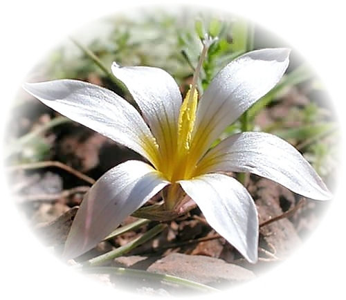 Wild Flower Calendar photo page Jan 2009 - Romulea bulbocodium  Romulea Bulbocodium.