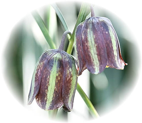 Wild Flower Calendar photo page Jul 2009 - Fritillaria messanensis  Fritillaria Messanensis.