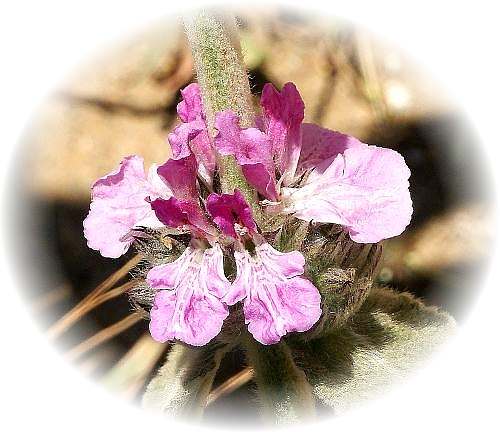 Wild Flower Calendar photo page Jun 2009 - Stachys Cretica  Mediterranean Woundwort .