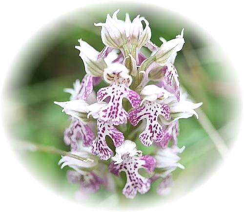 Wild Flower Calendar photo page March 2009 - Orchis lactea – Milky Orchid.