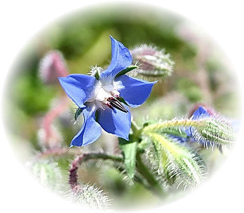 Wild Flower Calendar photo page May 2009 - Borago officinalis – Borage.