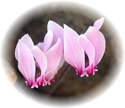CV Wild Flower Calendar photo page Nov 2009 - Cyclamen hederifolium  Ivy-Leaved Snowbread.