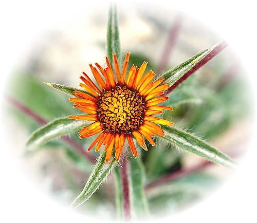 CV Wild Flower Calendar photo page Oct 2009 - Pallensis spinosa  Compositae.