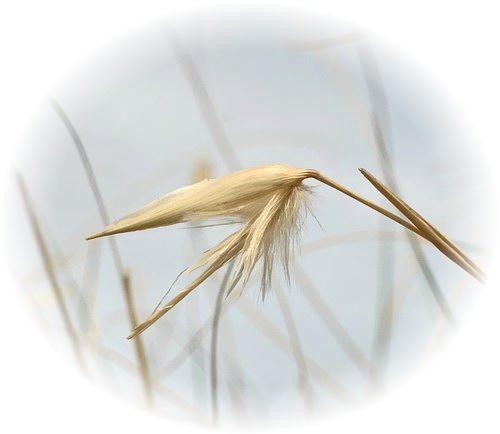 Wild Flower Calendar photo page Sept 2009 - Beach Grass. 