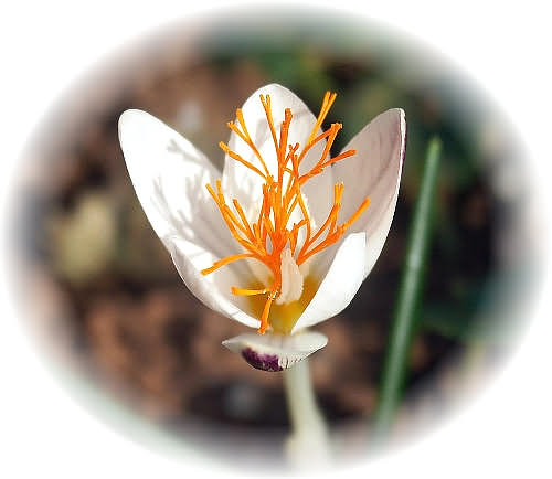 Wild Flower Calendar photo page April 2009 - Oxalis Pes-caprae, Double  Bermuda Buttercup.