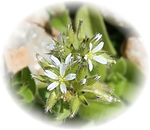 CV Wild Flower Calendar photo page Nov 2009 - Cyclamen hederifolium  Ivy-Leaved Snowbread.