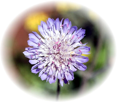 CV Wild Flower Calendar photo page Oct 2009 - Pallensis spinosa  Compositae.