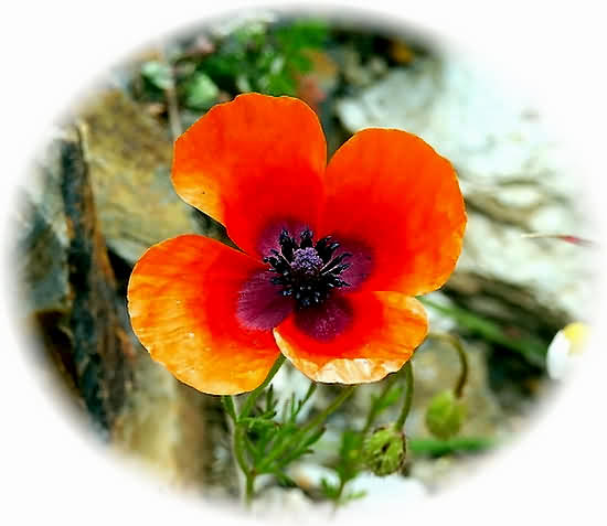 Crete Wildflower Papaver argemone  PAPAVER ssp.NIGROTINCTUM