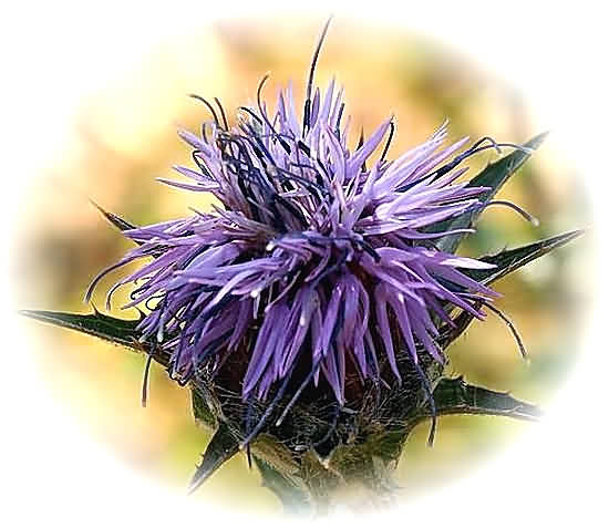 Crete Wildflower Carduncellus caeruleus  CARDUNCELLUS CAERULEUS