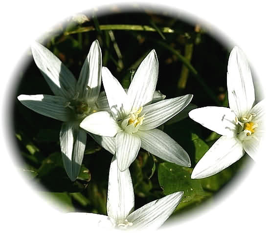 Crete Wildflower Ornithogalum dictaeum   ORNITHOGALUM spp.DICTAEUM