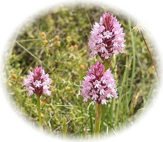 Crete Wildflower Anacamptis pyramydalis  PYRAMIDAL ORCHID