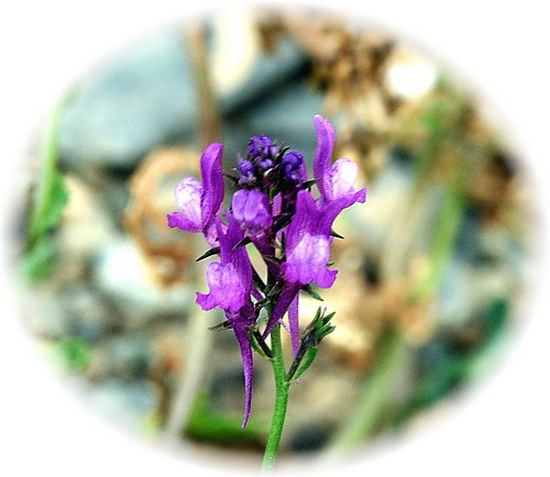 Crete Wildflower Linaria pelisseriana  JERSEY TOADFLAX