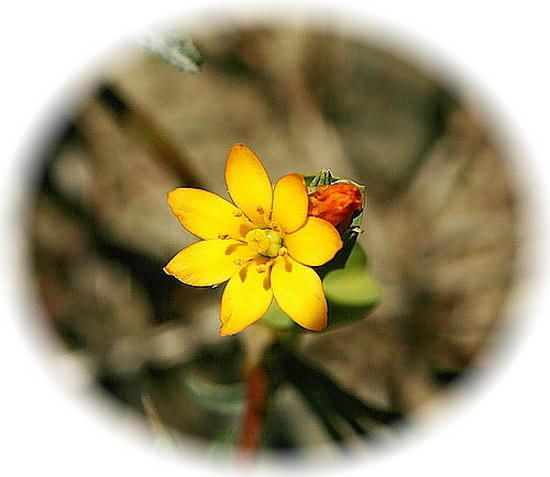 Crete Wildflower Blackstonia perfoliata  YELLOW WORT