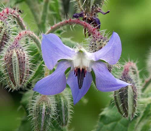 Wild Flower, Boraginaceae -Borago officinalis, North West Crete.