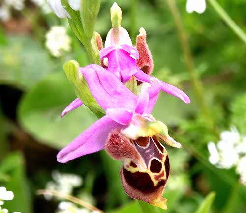 Wild Flower, Orchidaceae - Ophrys scolopax, Voukolies, North West Crete.