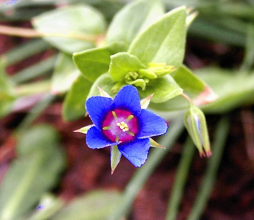 Wild Flower, Primulaceae - Blue pimpernel, Astratigos, North West Crete.