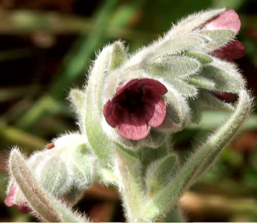 Wild Flower, Boraginaceae - Cynoglossum creticum, Astratigos, North West Crete.