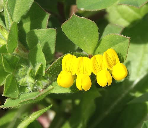 Wild Flower, Leguminosae - Lotus Cytisoides. Astratigos, North West Crete.