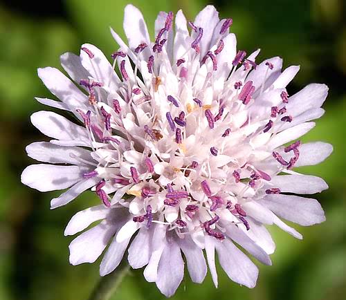 Wild Flower, Dipsacaceae - Scabiosa cretica, Astratigos, North West Crete.