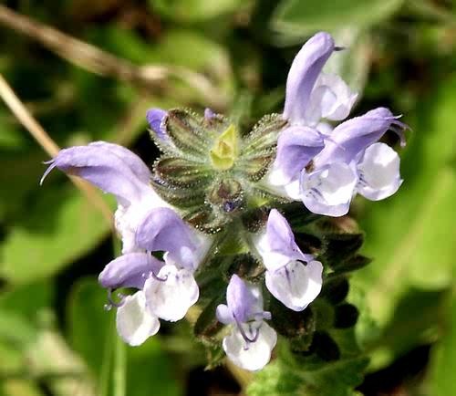 Wild Flower, Labiatae- Salvia Verbenaca, Astratigos, North Western Crete.
