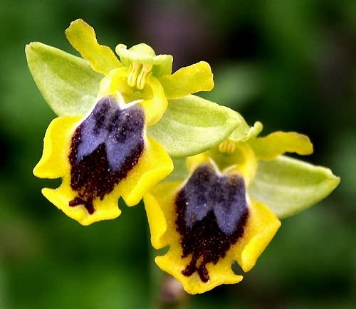 Wild Flower, Orchididaceae - Ophrys phygana, Astratigos, North West Crete.