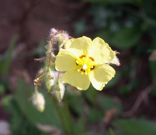 Wild Flower, Cistaceae - Tuberaria guttata - Kolimbari, North West Cete.