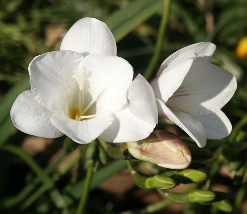 Wild flower, Iridaceae, Fressia Kewensis, Astratigos, North west Crete.