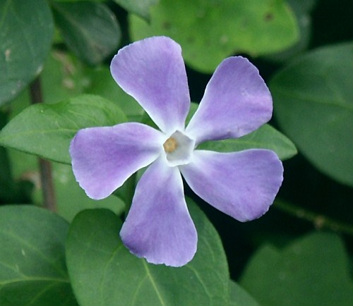 Wild Flower, Apocynaceae, Vinca major, Astratigos, North West Crete