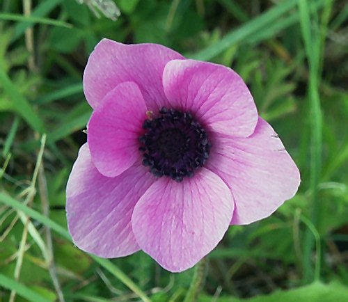 Wild Flower, Anemone coronaria. Variety: Rosea , Astratigos, North West Crete