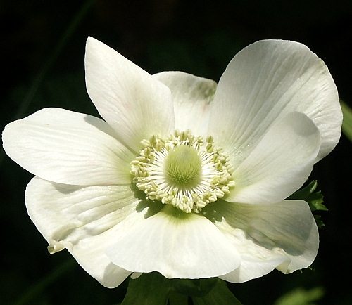 Wild Flower, Ranunculaceae - Anemone papvonina, Astratigos, North West Crete