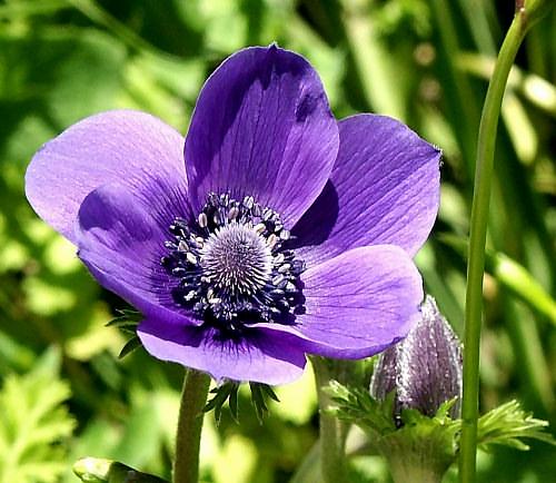 Wild Flower, Ranunculaceae - Anemone coronaria, Astratigos, North West Crete