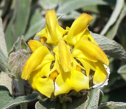 Wild flower, Labiatae - Phlomis fruticosa, North west Crete.