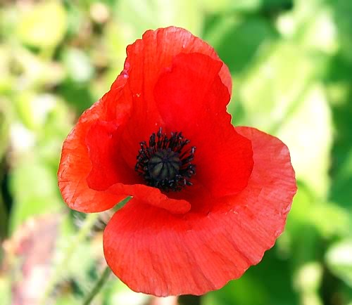 Wild Flower, Papaveraceae - Variety rhoeas, North West Crete.