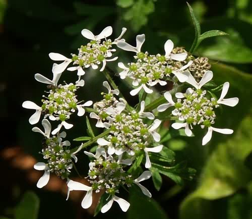 Wild Flower, Umbelliferae -Tordylium apulum, North West Crete.
