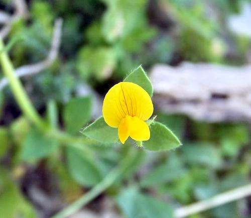 Crete, Wild Flower, Tetragonoglobus maritimus, Astratigos, North West Crete