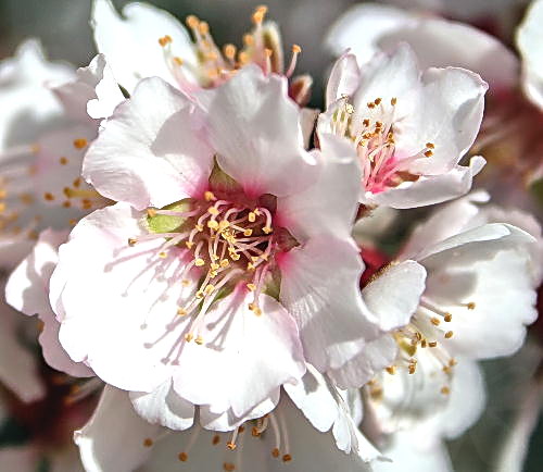 Crete, Wild Flower, Prunus dulcis, Astratigos, North West Crete