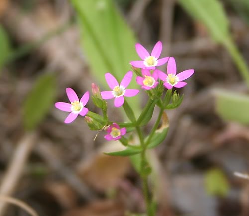 Crete, Wild Flower, Centaurium erythraea, Astratigos, North West Crete