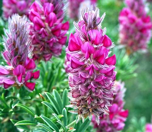 Crete, Wild Flower, Ebenus cretica, Astratigos, North West Crete