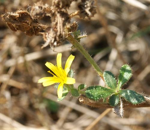 Crete, Wild Flower, Lactua sliigna, Astratigos, North West Crete