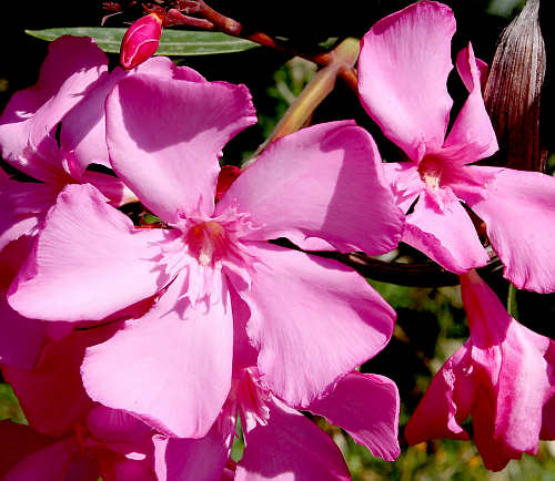 Crete, Wild Flower, Oleander - Nerium olenader, North West Crete
