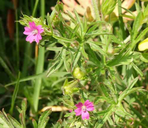 Crete, Wild Flower, Geranium dissectum, Astratigos, North West Crete
