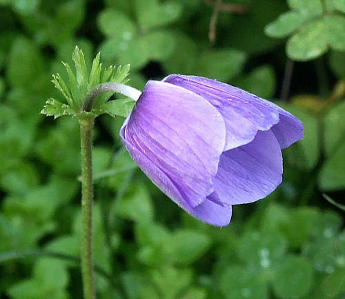 Crete, Wild Flower, Anemone coronaria, Astratigos, North West Crete