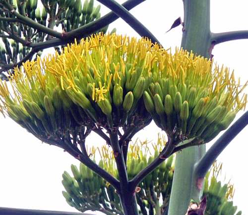 Crete, Wild Flower, Agave Americana , Aspra Nera, North West Crete
