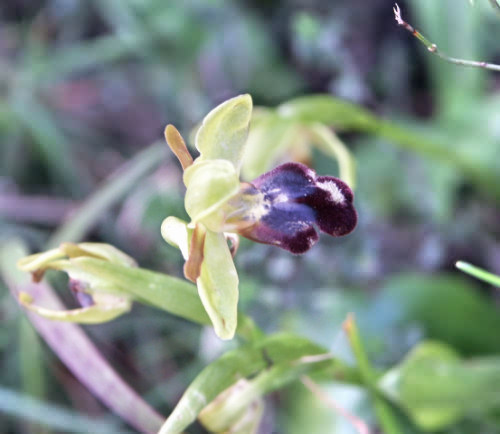 Crete, Wild Flower, Orchid - Ophrys fusca, Astratigos, North West Crete