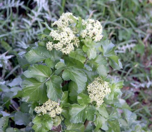 Crete, Wild Flower, Smyrnium olustratum, Astratigos, North West Crete